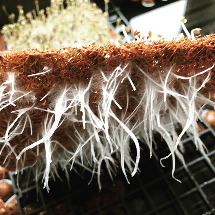 The Coco Depot GroMat Coco Grow Mats