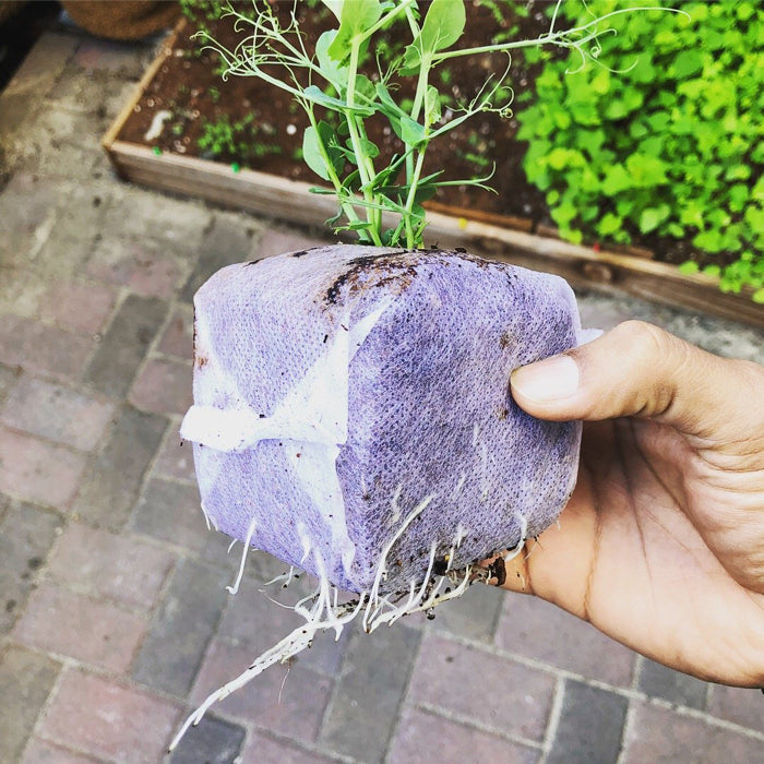 The Coco Depot GroEzy 3" Coco Grow Cube - Pack of 200