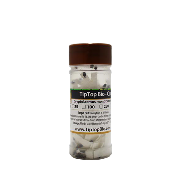Tip Top Bio-Control Cryptolaemus Montrouzieri Beneficial Insects, Bottle of 250