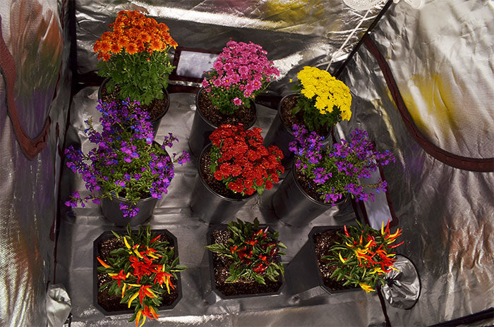 Covert 4' x 4' 250 Watt LED-X Grow Tent Kit With Automated Ventilation Package