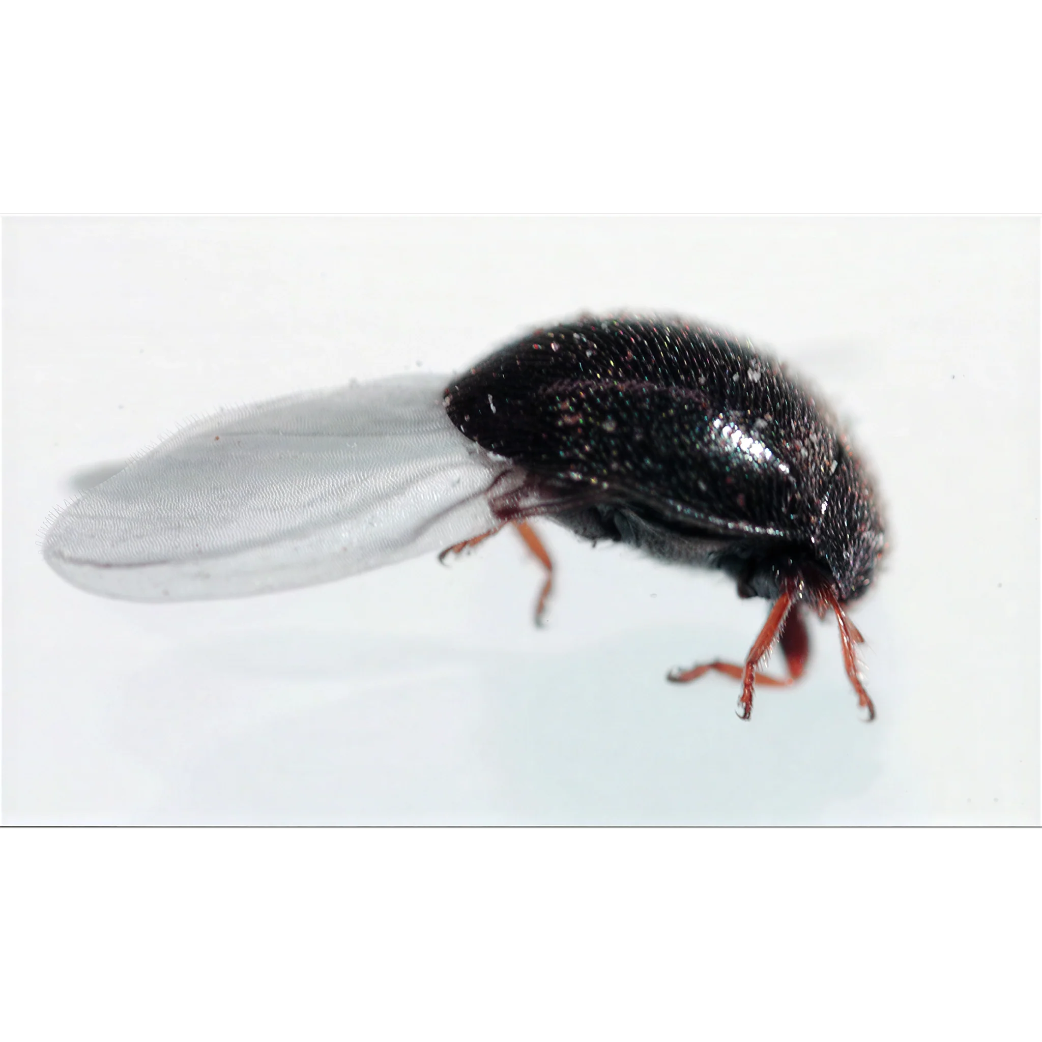 Tip Top Bio-Control Delphastus Catalinae Beneficial Insects