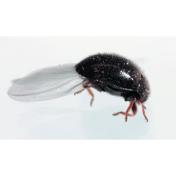 Tip Top Bio-Control Delphastus Catalinae Beneficial Insects, Bottle of 1,000