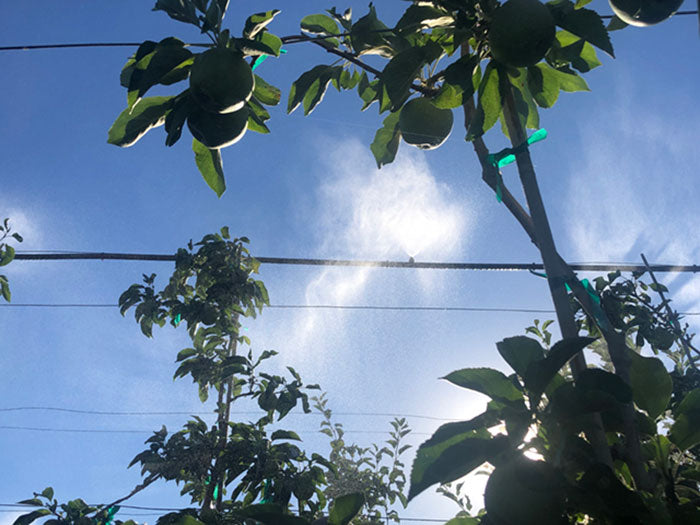 DIG EXL Series 500 Fogger Head, 1/4 Inch Barb, Black & Violet, 0.8 GPH - Pack of 200