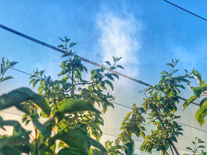 DIG EXL Series 500 Fogger Head, 1/4 Inch Barb, Black & Green, 1.5 GPH - Pack of 200