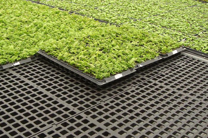 Dura-Bench Plastic Greenhouse Bench Top - Original Non-Overlap 2ft x 4ft - Pallet of 220