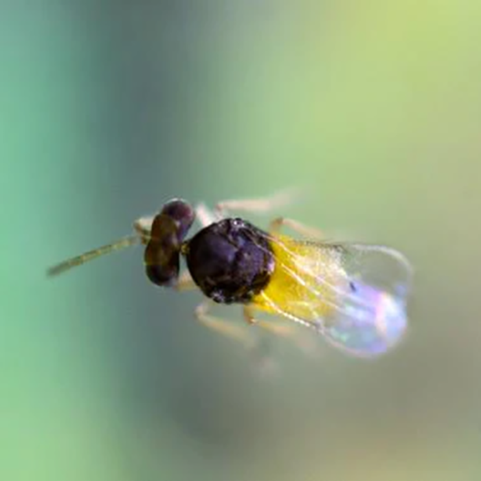 Tip Top Bio-Control Encarsia Formosa Beneficial Insects