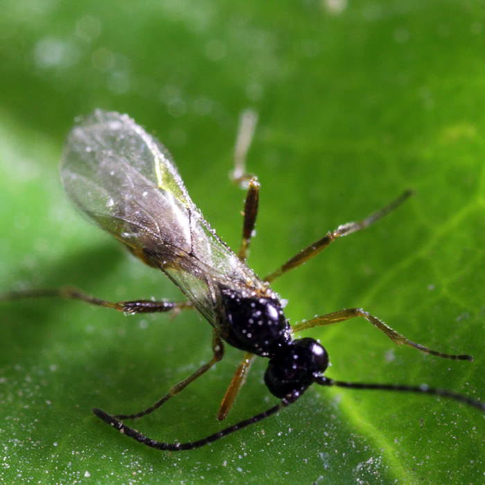 Tip Top Bio-Control Aphidius Ervi Beneficial Parasitic Wasps