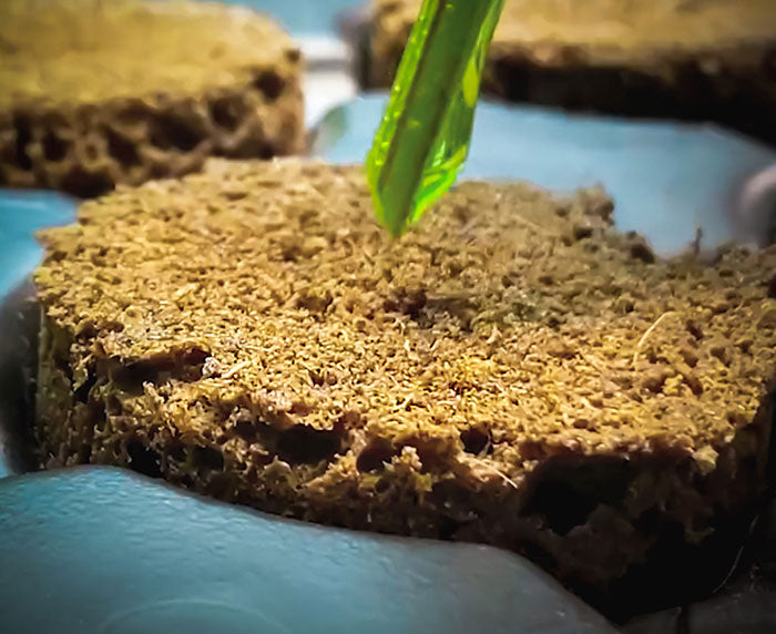 EZ-Clone Propagator Pro Cloning Collar