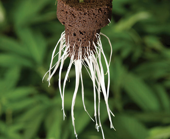 EZ-Clone Propagator Pro Cloning Collar