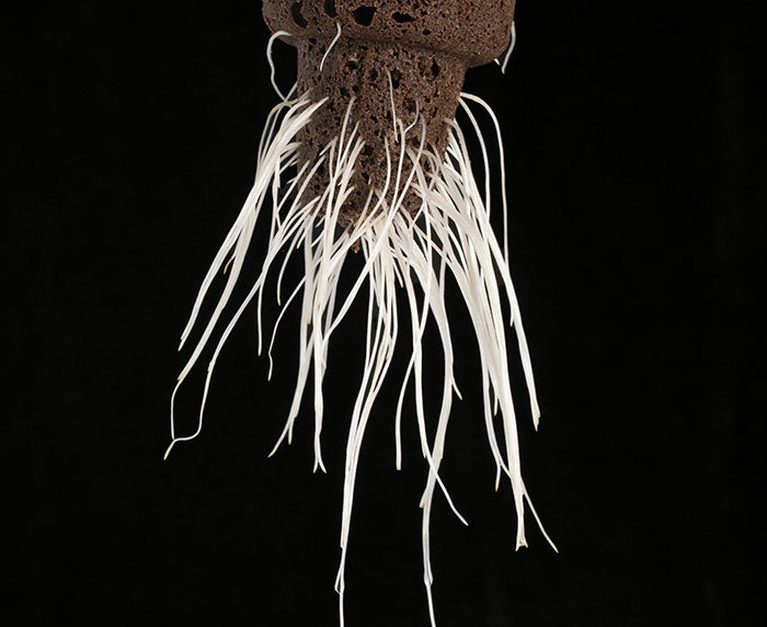 EZ-Clone Propagator Pro Cloning Collar