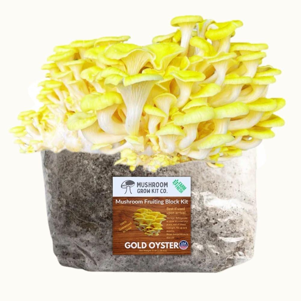 Gold Oyster Mushroom Grow Kit Fruiting Block - 5 LBS.