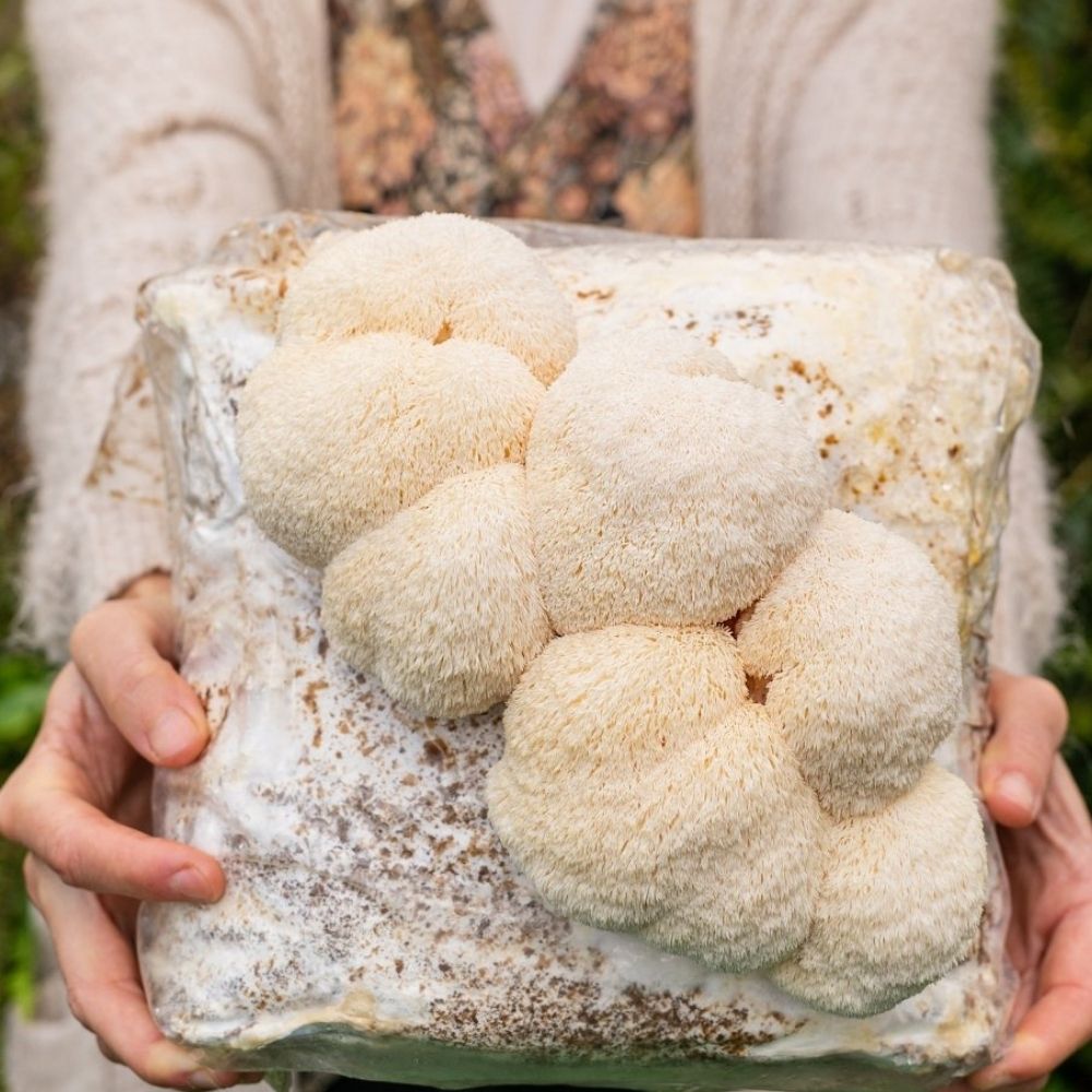Lion's Mane Mushroom Grow Kit Fruiting Block - 5 LBS.