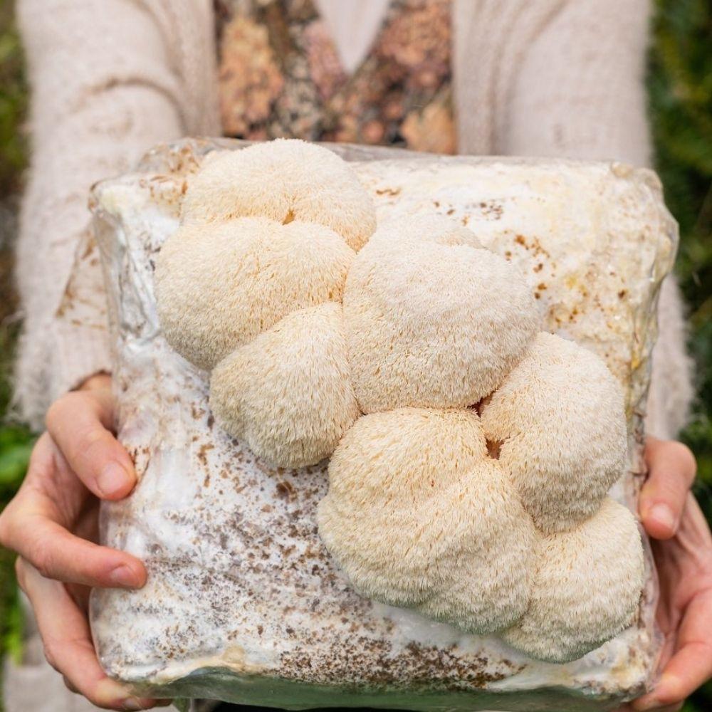3 Pack - Lion's Mane, Pink, and Blue Oyster Mushroom Grow Kit Fruiting Block - 15 LBS.
