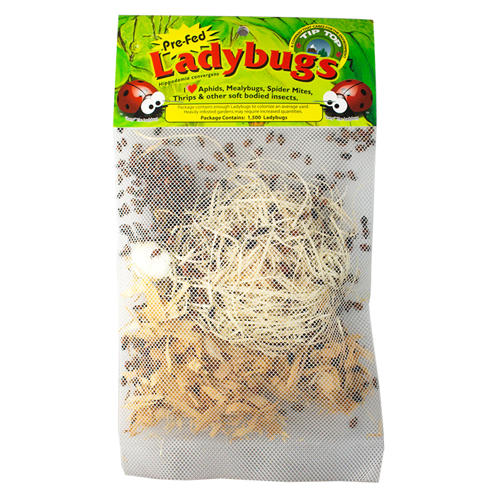 Tip Top Bio-Control Pre-Fed Ladybugs, Pack of 72,000