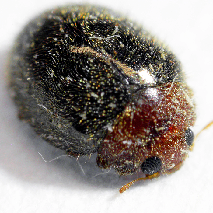 Tip Top Bio-Control Lindorus Lophanthae Beneficial Insects, Bottle of 100