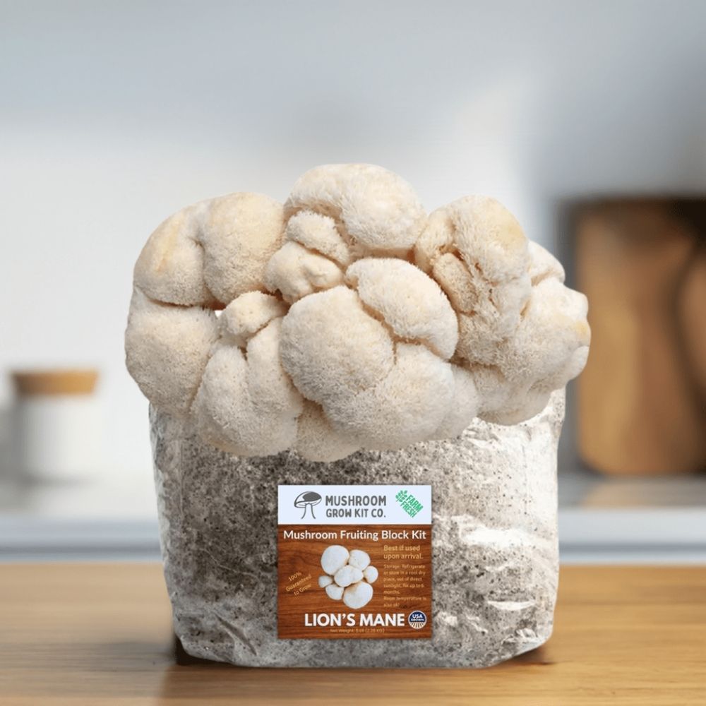 Lion's Mane Mushroom Grow Kit Fruiting Block - 5 LBS.