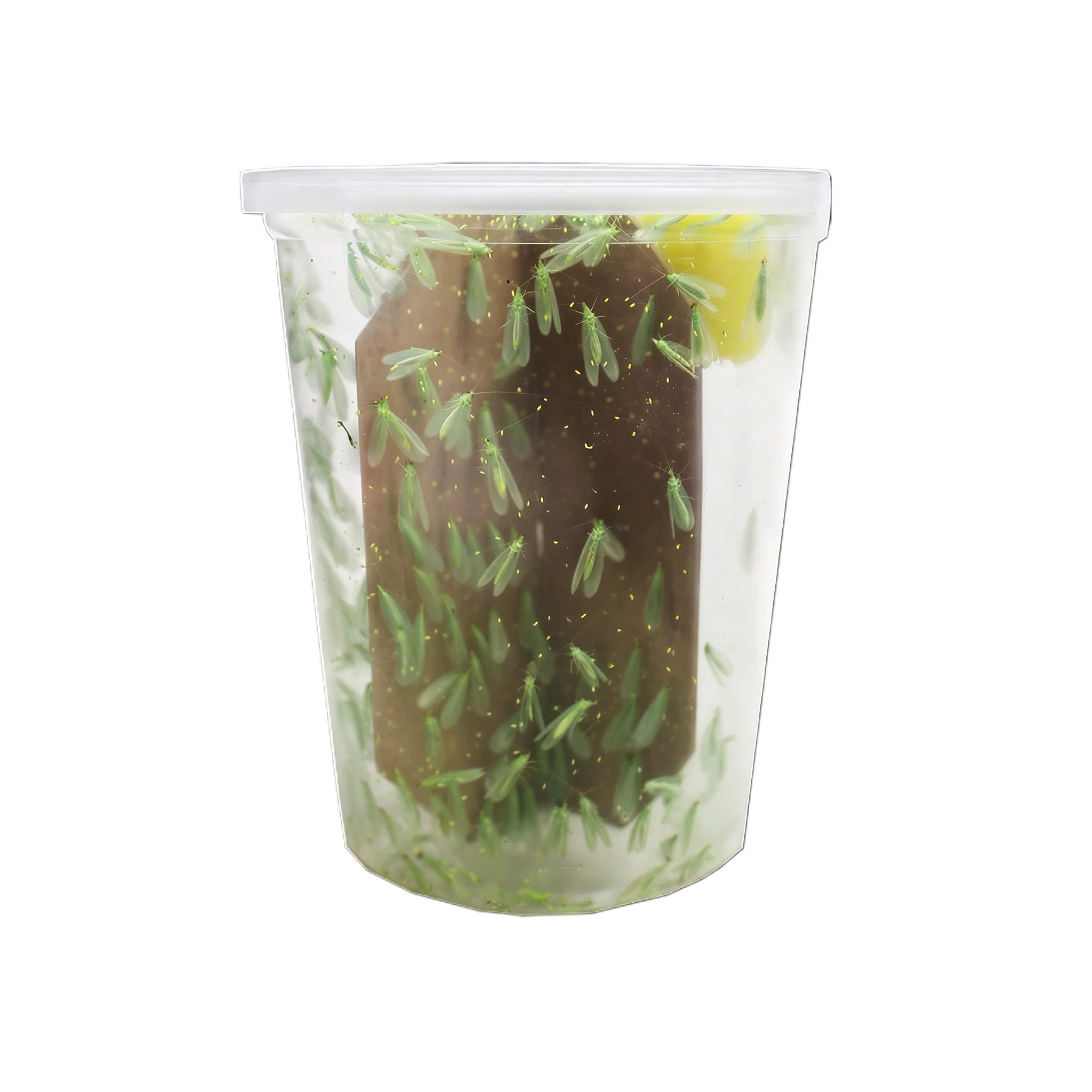 Tip Top Bio-Control Green Lacewing Adults, Bottle of 100