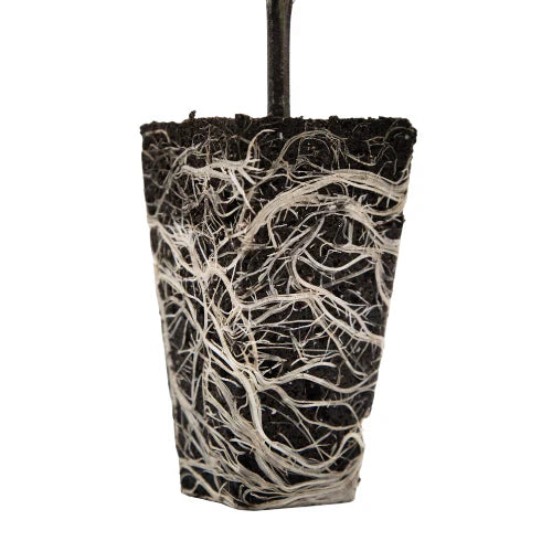 OrganiPlug Seed & Cutting Plugs - Pre-Filled Tray w/ 50 Plugs - Single, Case, and Pallet