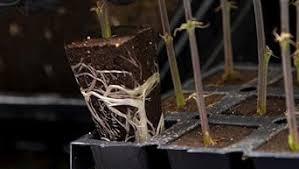 OrganiPlug Seed & Cutting Plugs - Pre-Filled Tray w/ 50 Plugs - Single, Case, and Pallet.