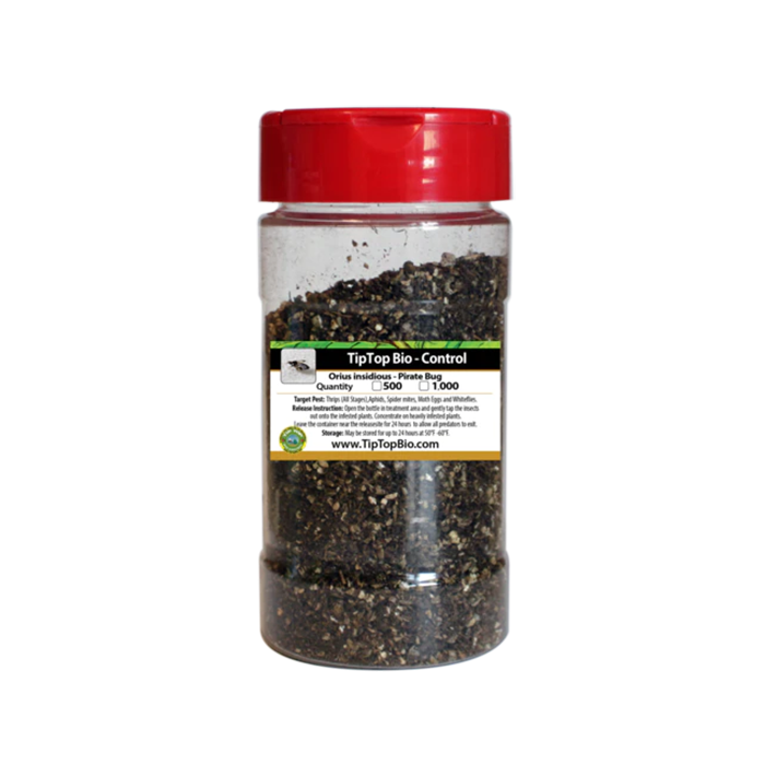 Tip Top Bio-Control Orius Insidiosis - Pirate Bug Beneficial Insects, Bottle of 500