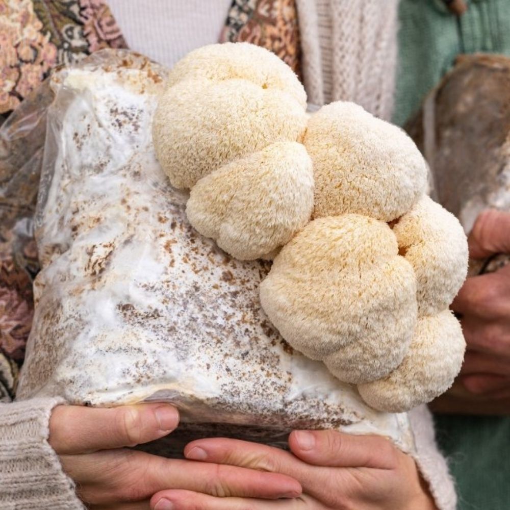 Lion's Mane Mushroom Grow Kit Fruiting Block - 5 LBS.