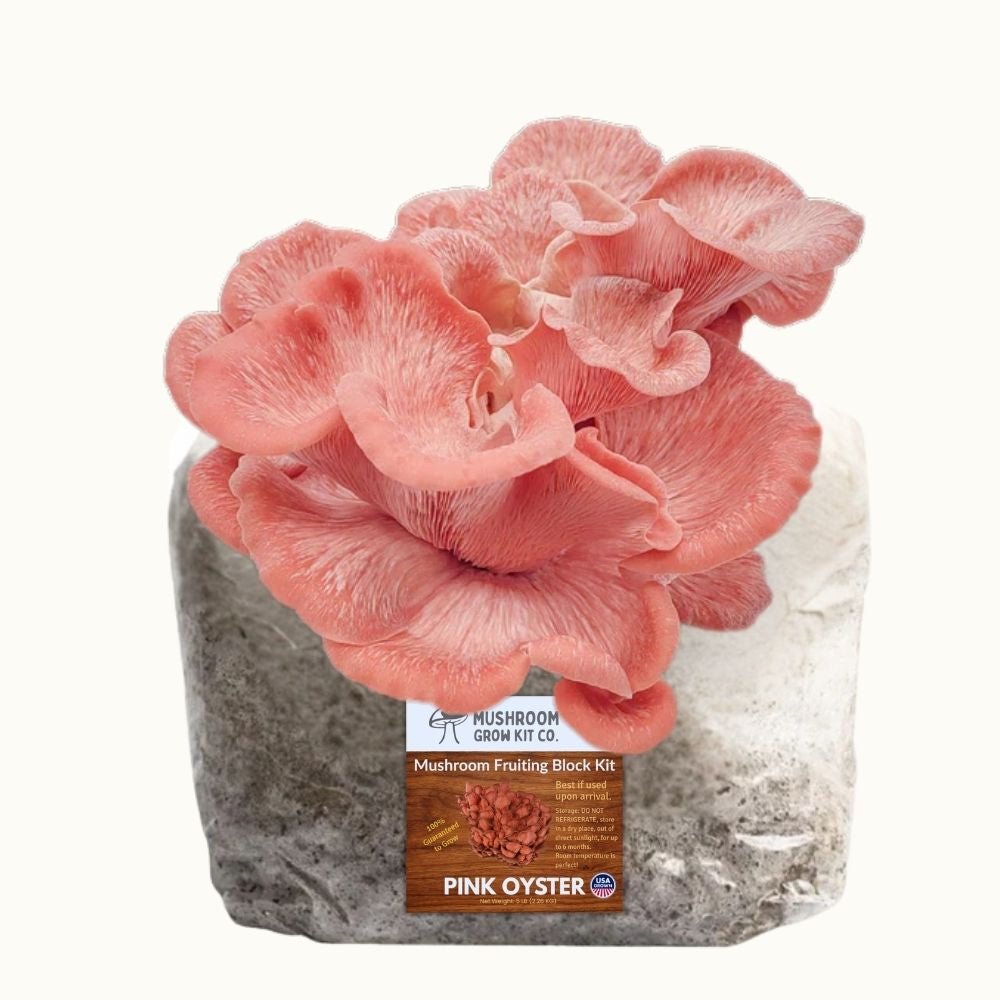 Pink Oyster Mushroom Grow Kit Fruiting Block - 5 LBS.