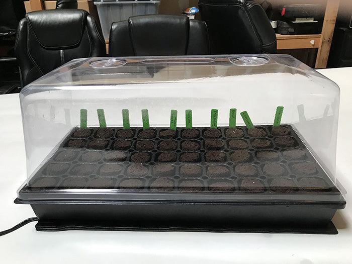 HBX 50 Site Seedling Starter Kit with Root Plugs