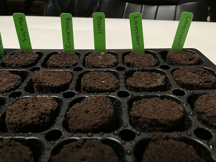 HBX 50 Site Seedling Starter Kit with Root Plugs