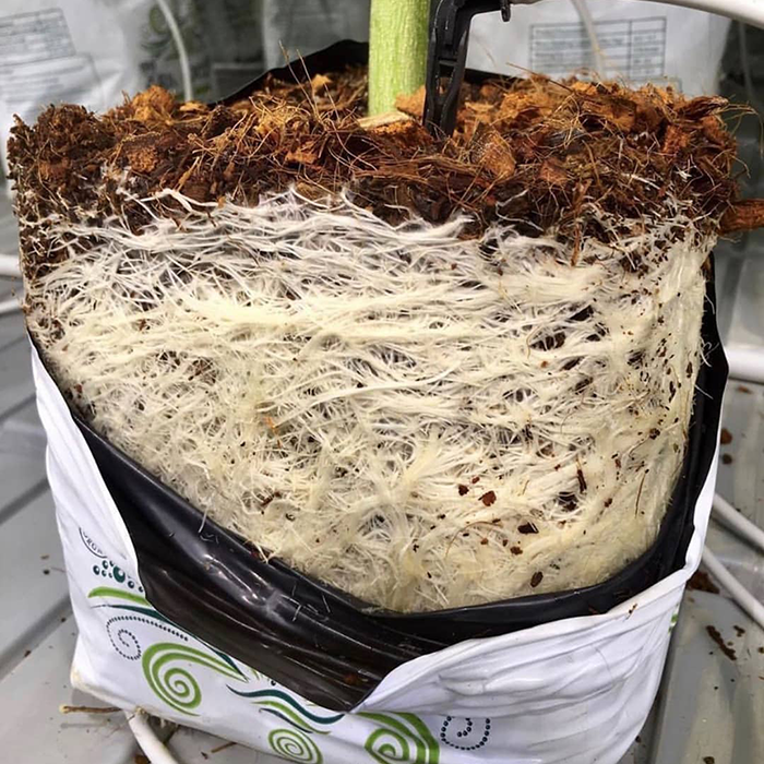 RIOCOCO PCM Commercial Open Top Coco Grow Bags