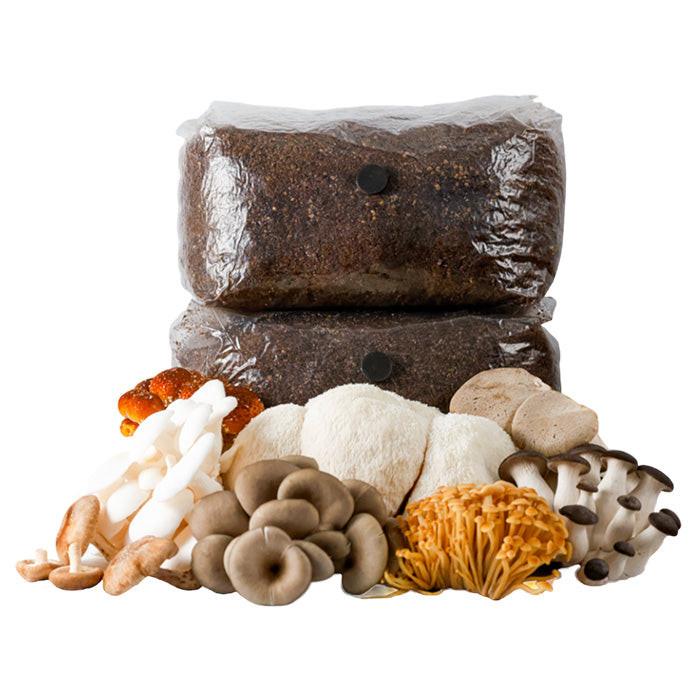R&R Cultivation Organic Gourmet Mushroom Grow Bag