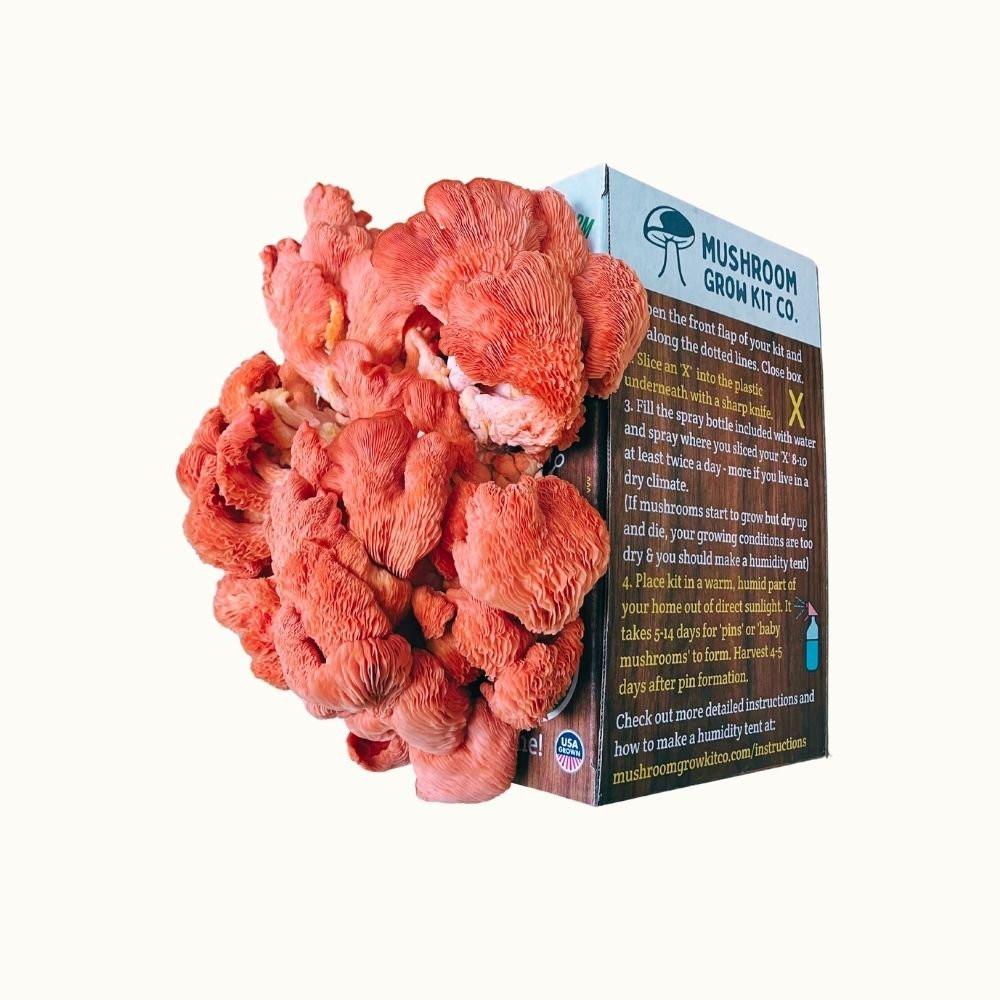 Pink Oyster Mushroom Growing Kit - 5 LBS Spray and Grow.