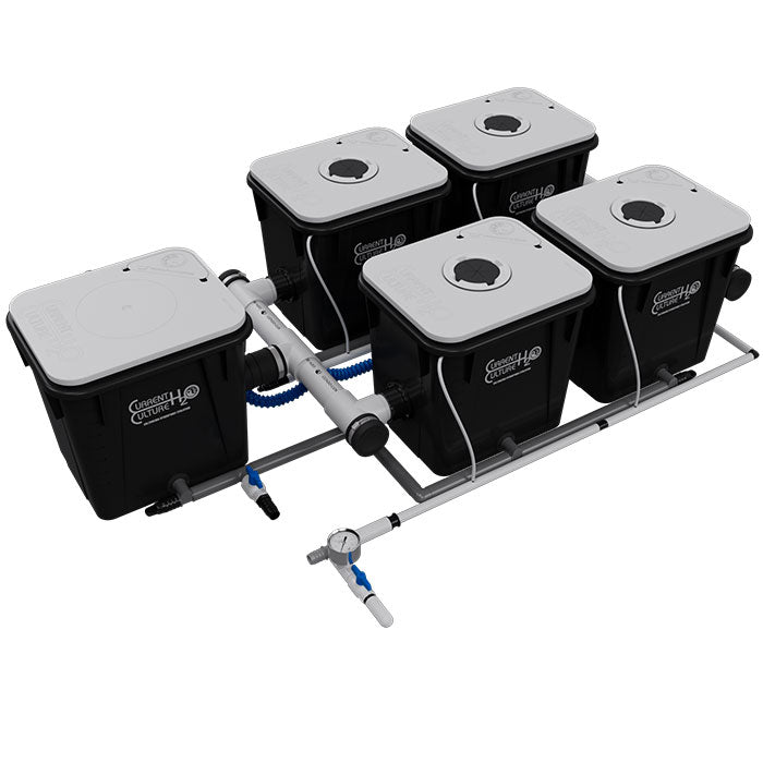 Current Culture Under Current UC RDWC System, 4-Site, 2-Row