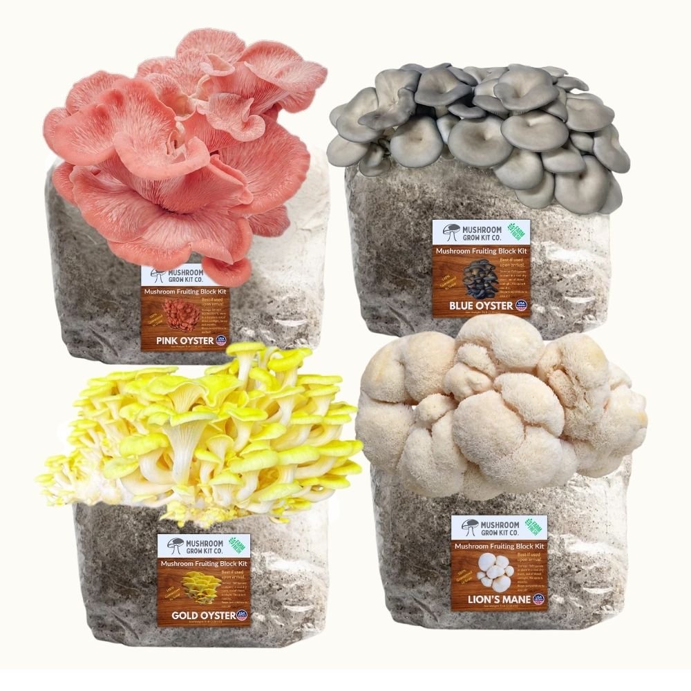 4 Pack - Lion's Mane, Gold, Pink, and Blue Oyster Mushroom Grow Kit Fruiting Blocks.
