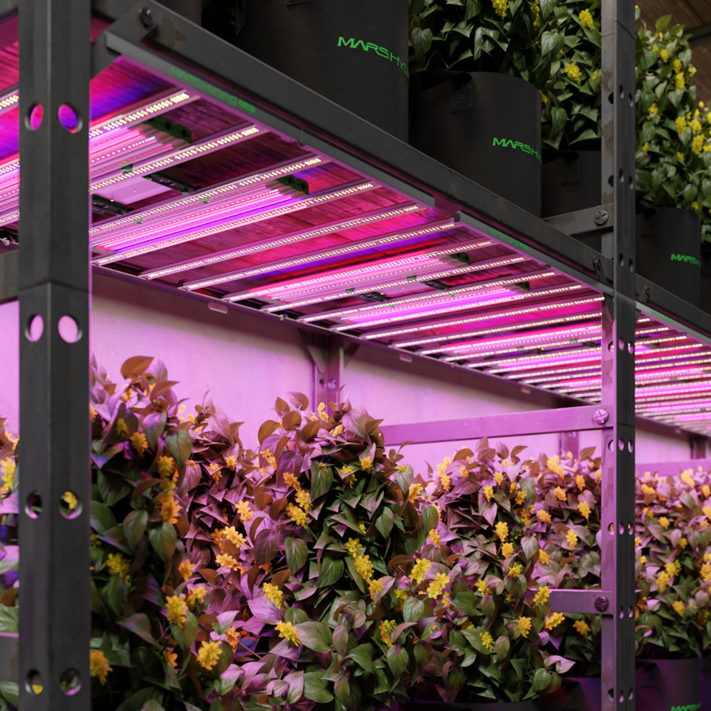 Mars Hydro ADlite Red55+Blue55 Supplemental LED Grow Light Bar, Pack of 2