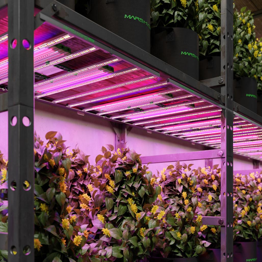 uv indoor plant light Mars Hydro ADlite UV+IR Supplemental LED Grow Light Bar, Pack of