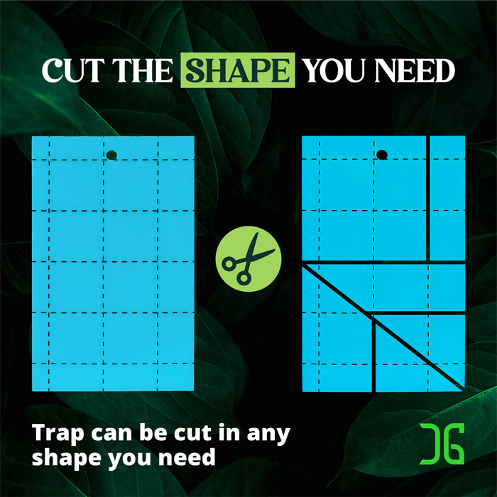 CatchMaster 3" x 5" Double-Sided Blue Sticky Card Insect Trap, Pack of 72