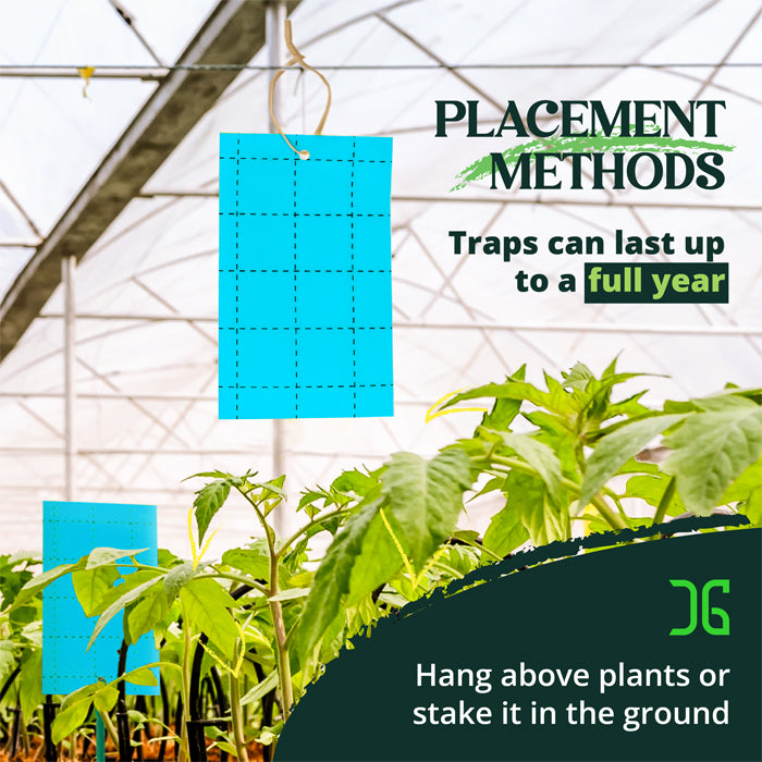 CatchMaster 3" x 5" Double-Sided Blue Sticky Card Insect Trap, Pack of 72