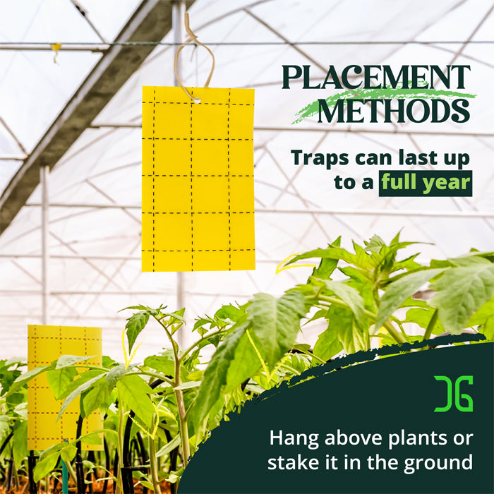 CatchMaster 3" x 5" Double-Sided Yellow Sticky Card Insect Trap, Pack of 72