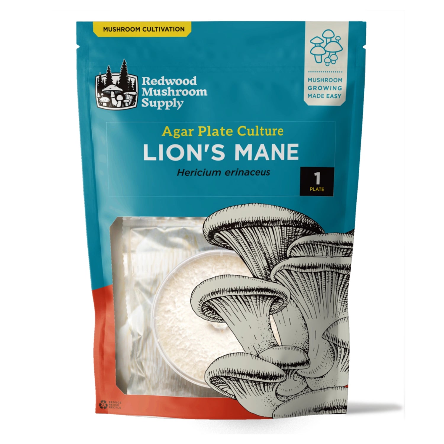 Redwood Mushroom Supply Lion's Mane Mushroom Plate Culture