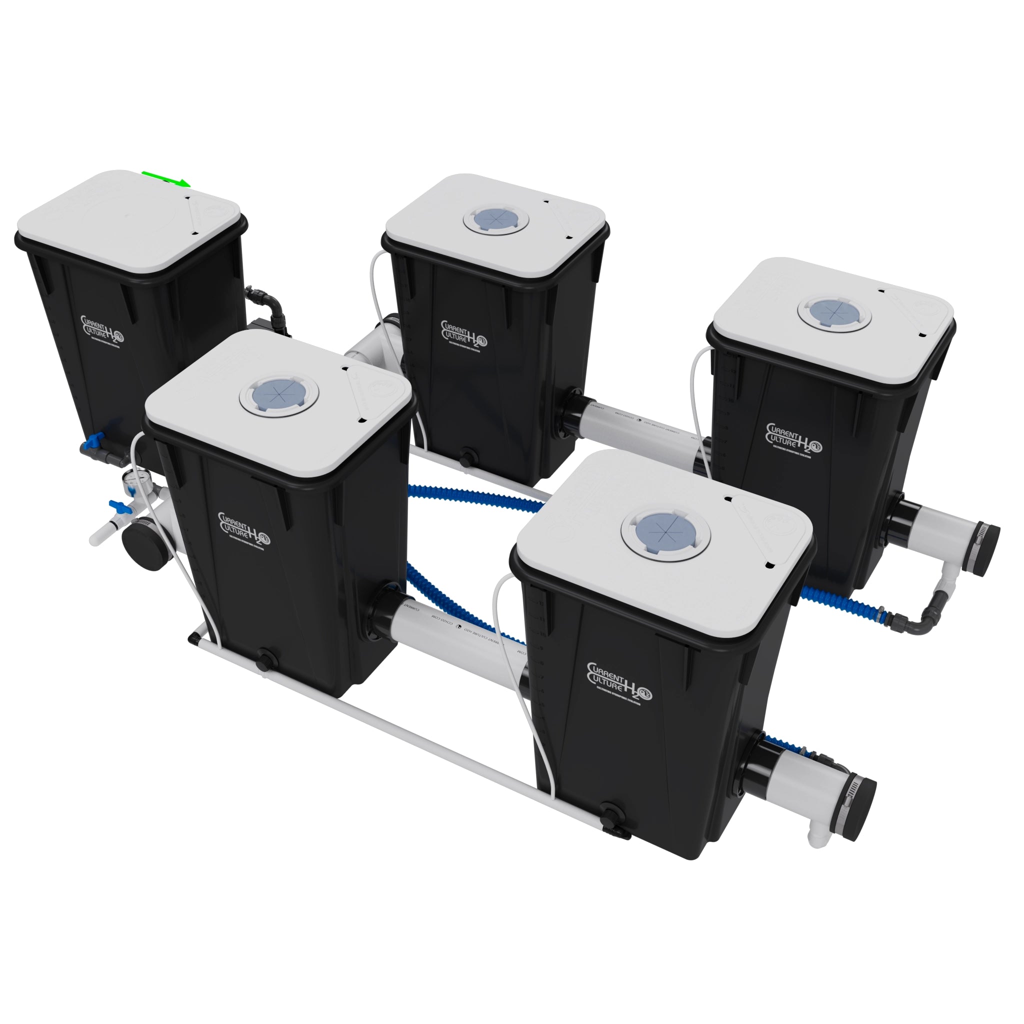 Current Culture Under Current UCXL13 RDWC System