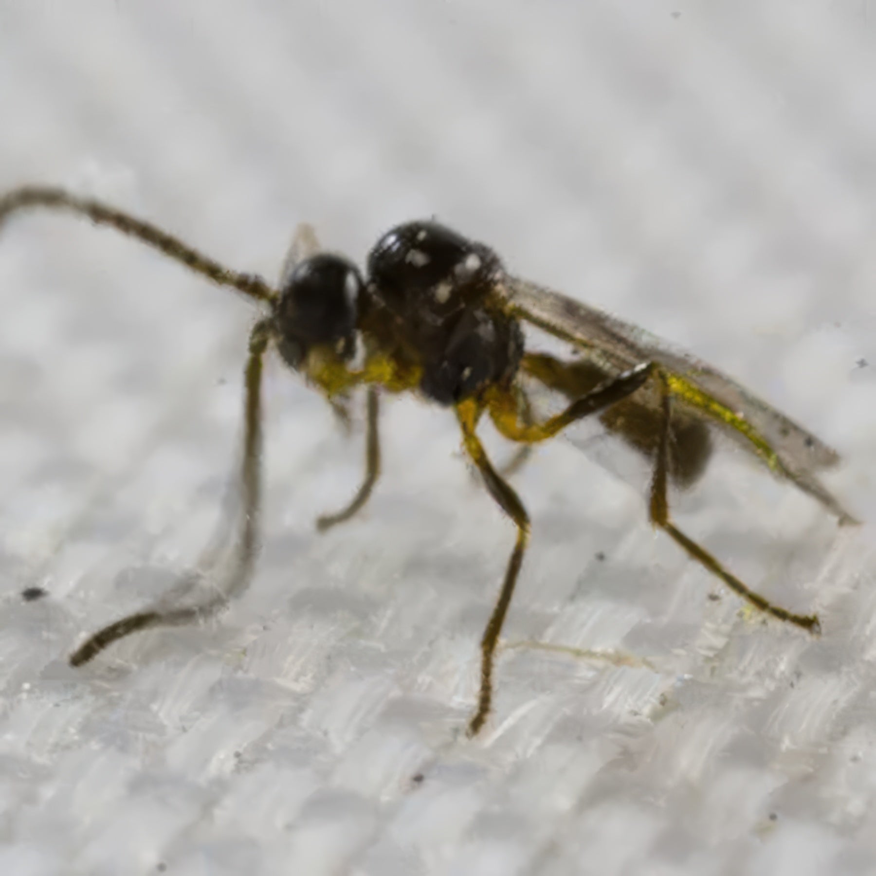 Tip Top Bio-Control Aphidius Colemani & Ervi Beneficial Insect Mix