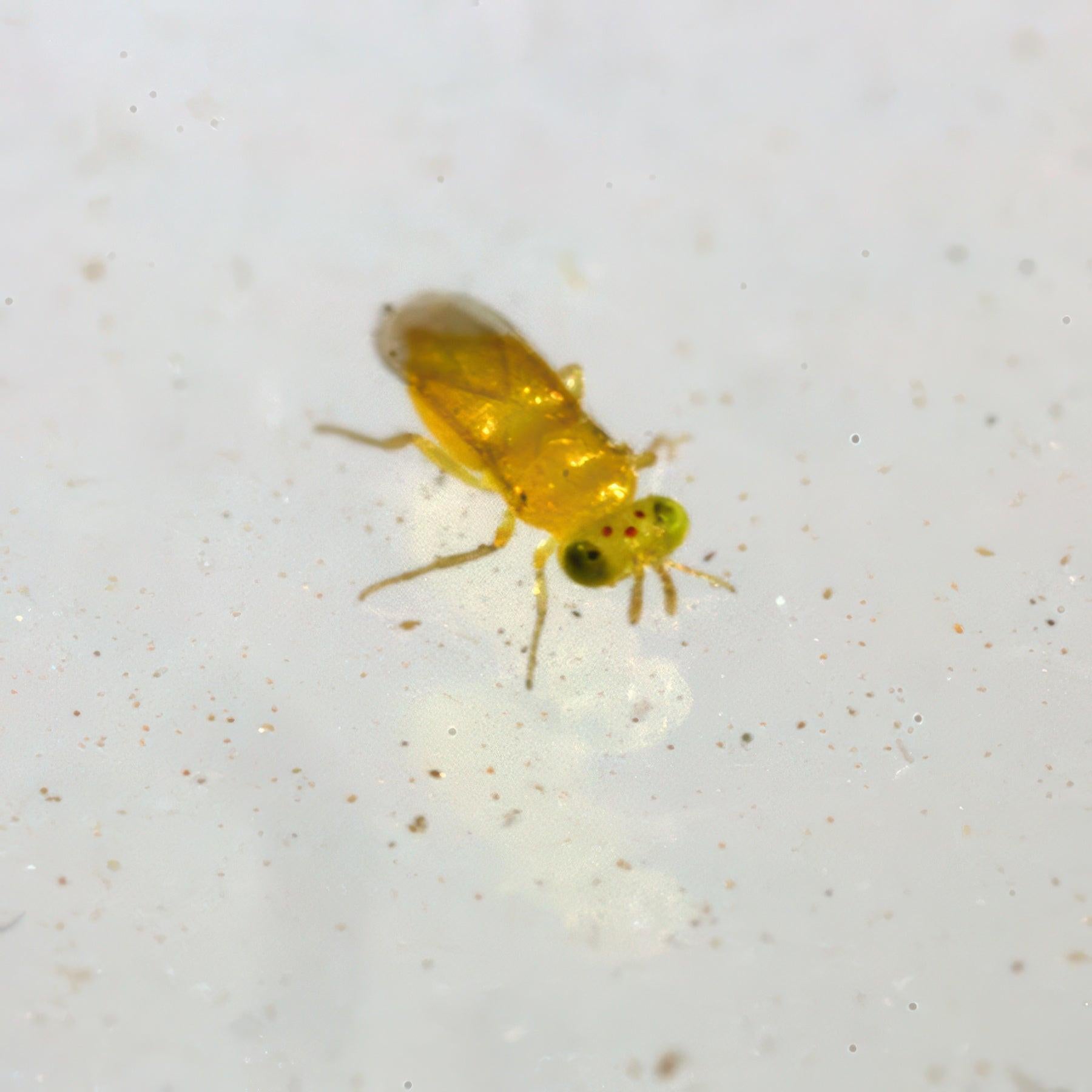 Tip Top Bio-Control Aphytis Melinus Wasps, Tray of 5,000