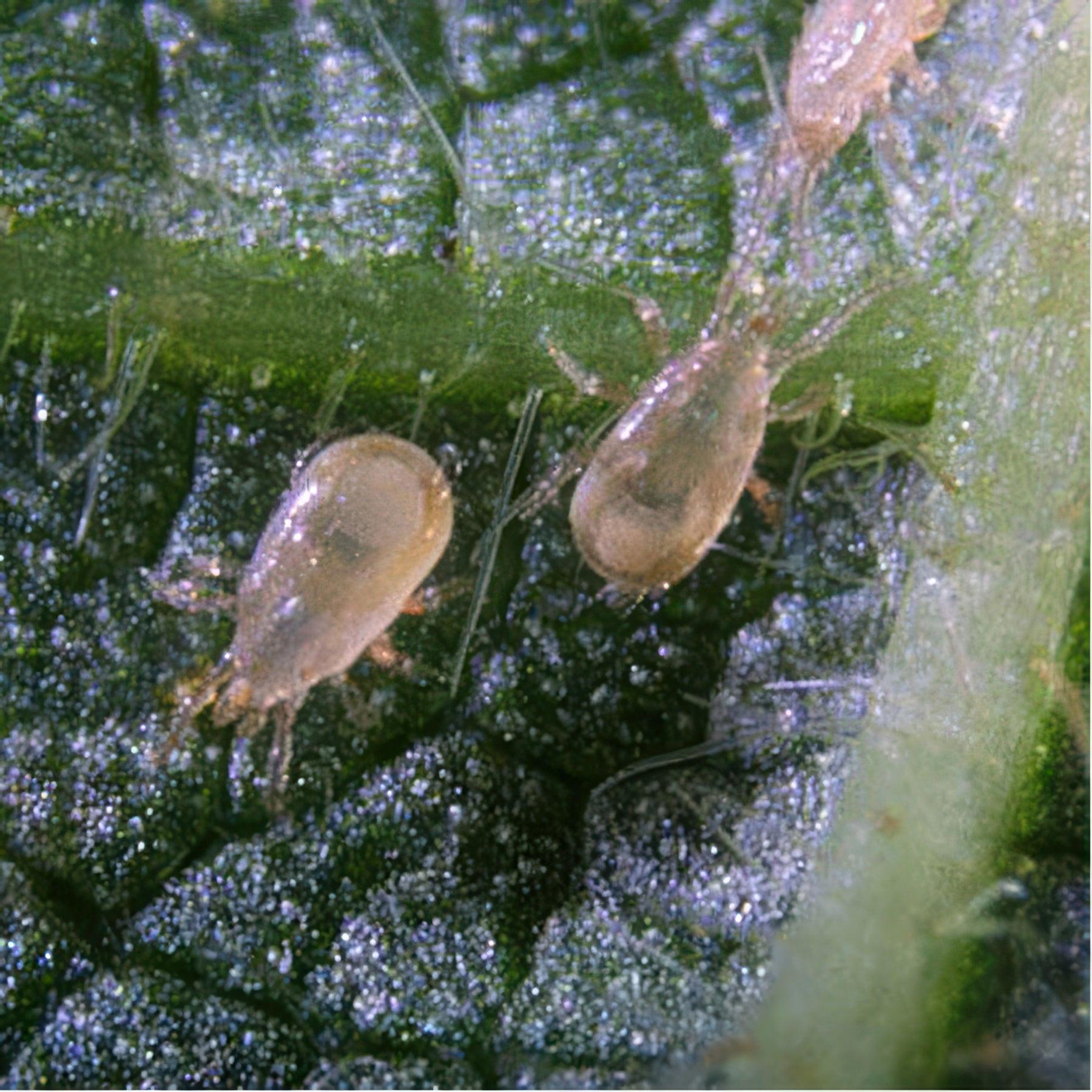 ARBICO Organics Amblyseius Cucumeris Beneficial Mites, Pack of 50,000 in Bran/Vermiculite Mix