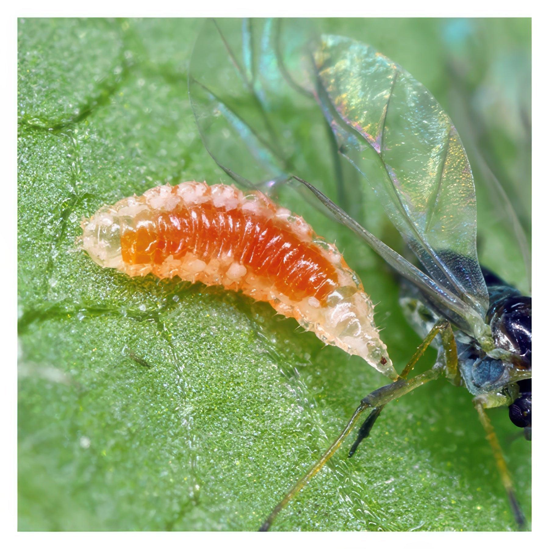 ARBICO Organics Aphidoletes Aphidimyza Beneficial Insects, Bottle of 1,000