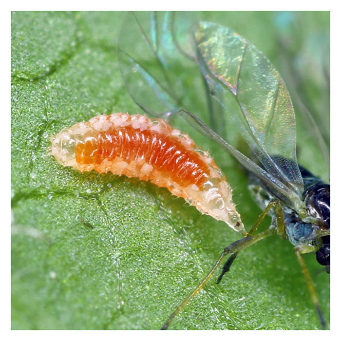 ARBICO Organics Aphidoletes Aphidimyza Beneficial Insects, Bottle of 2,000