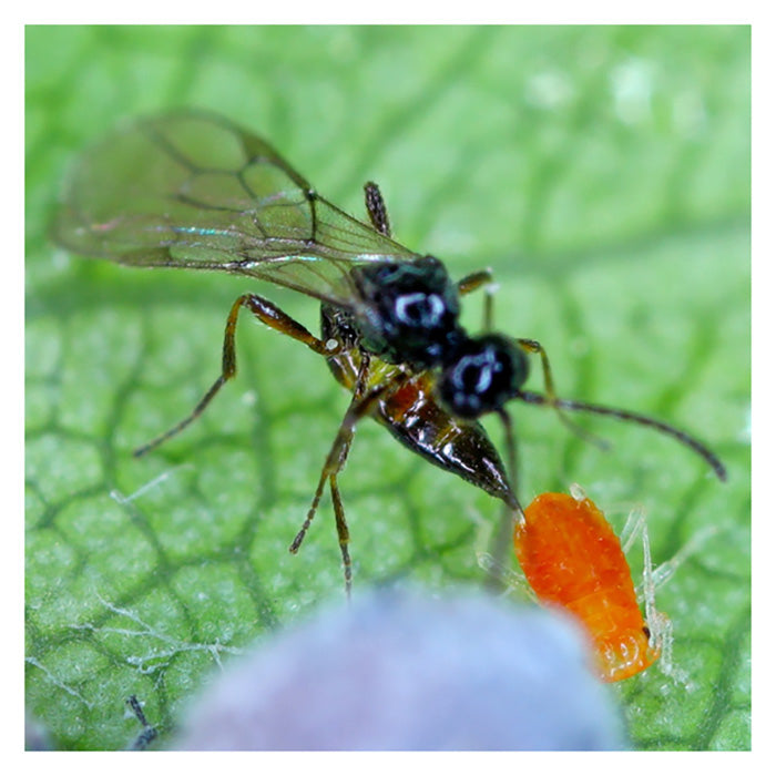 ARBICO Organics Aphidius Colemani Beneficial Parasitic Wasps, Pack of 10 Blister Packs - 100 Wasps Per Blister Pack