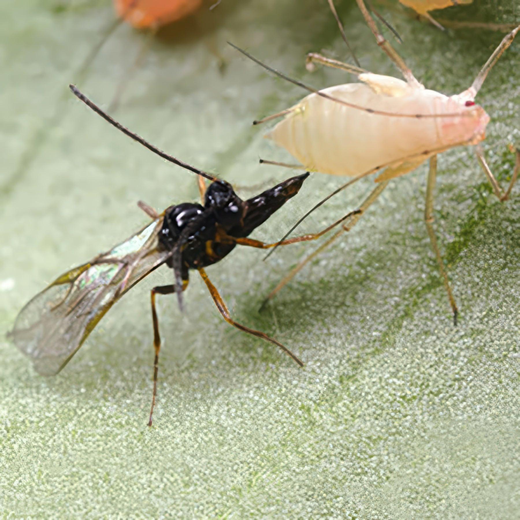ARBICO Organics Aphidius Ervi Beneficial Parasitic Wasps