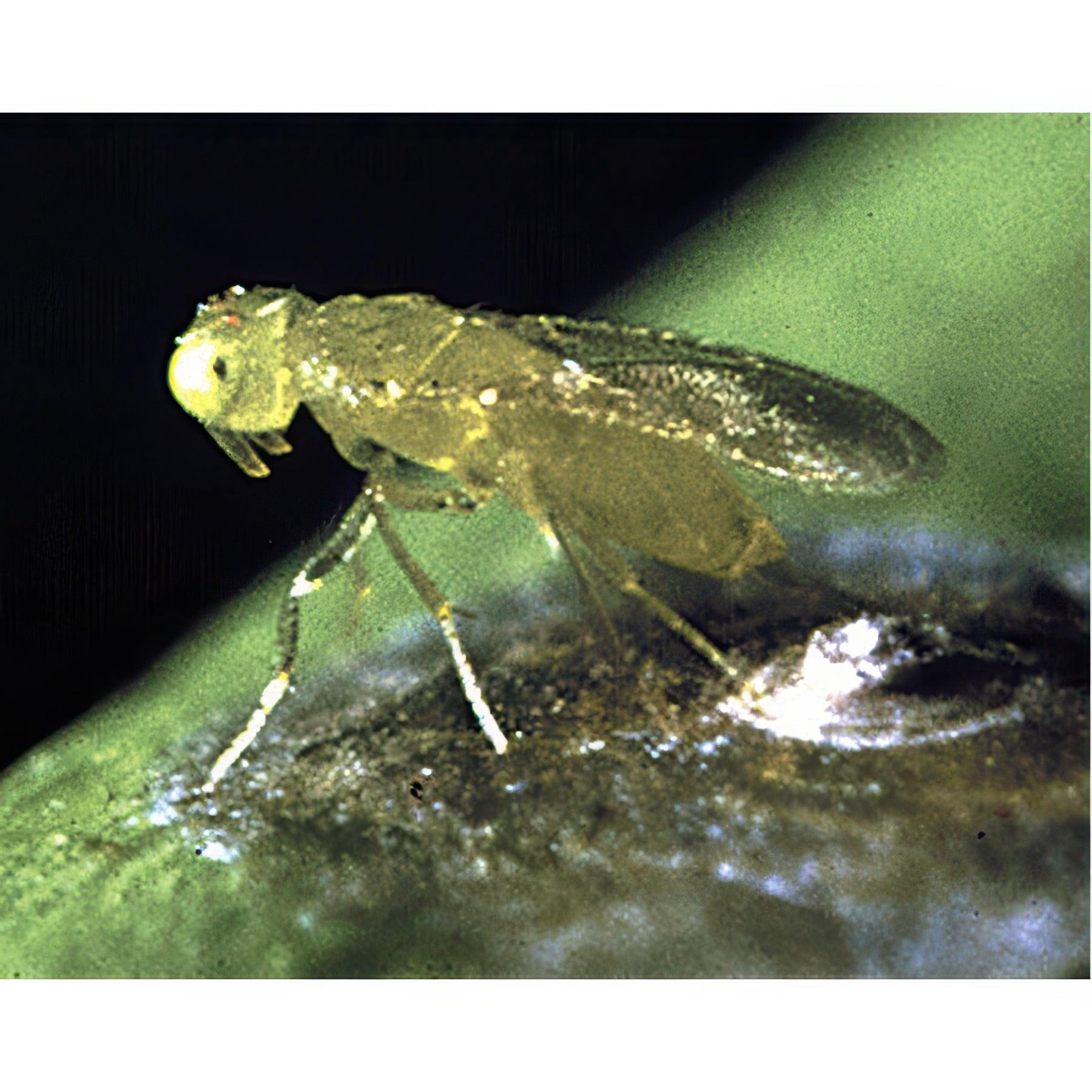 ARBICO Organics Aphytis Melinus Beneficial Red Scale Parasites