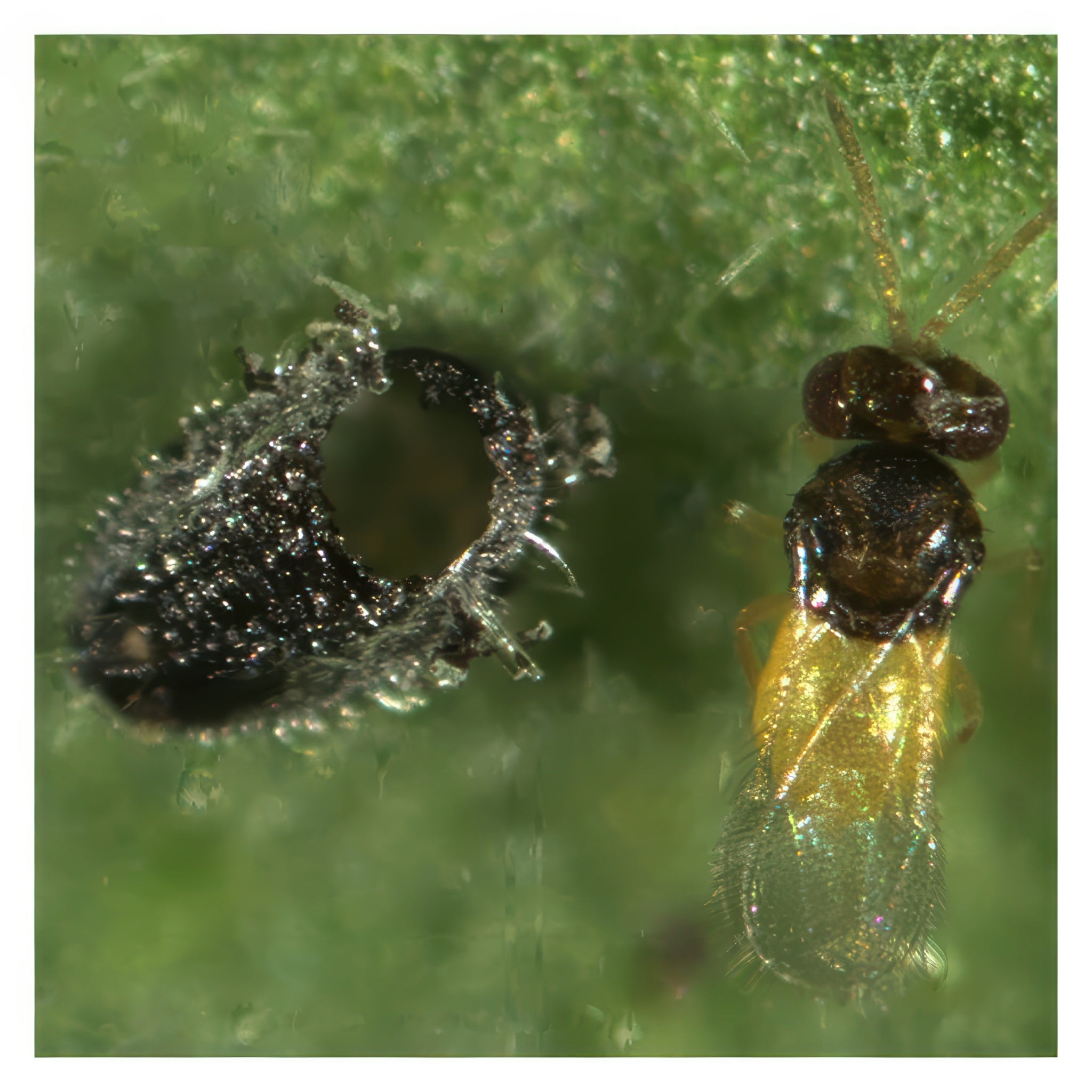 ARBICO Organics Encarsia Formosa Whitefly Parasite Beneficial Wasps