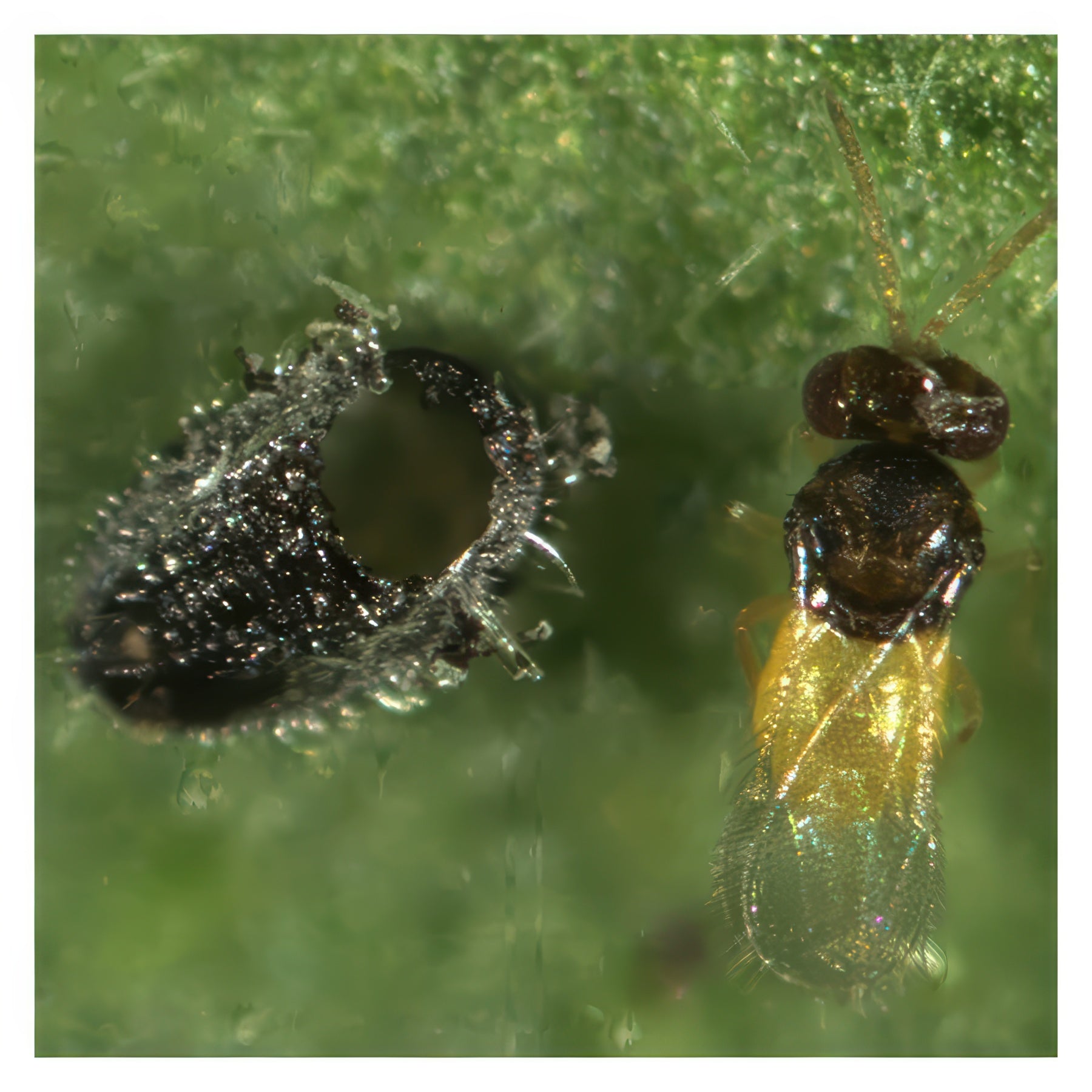 ARBICO Organics Encarsia Formosa Whitefly Parasite Beneficial Wasps